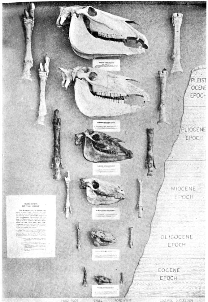 Thomas Hunt Morgan - Fig. 1. A series of skulls and feet. Eohippus, Mesohippus, Meryhippus, Hipparion and Equus. (American Museum of Natural History. After Matthews.)