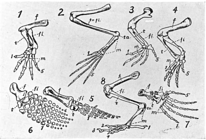 Thomas Hunt Morgan - Limb skeletons of extinct and living animals, showing the homologous bones: 1, salamander; 2, frog; 3, turtle; 4, Aetosaurus; 5, Pleisiosaurus; 6, Ichthyosaurus; 7, Mesosaurus; 8,