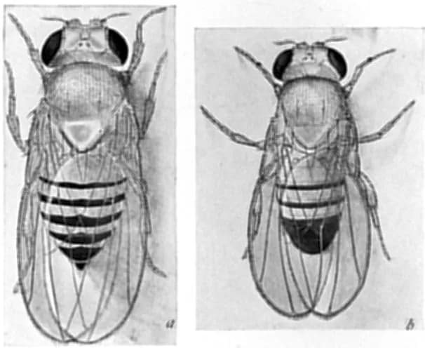 Thomas Hunt Morgan - Fig. 4. Drosophila ampelophila. a, Female and b, male.