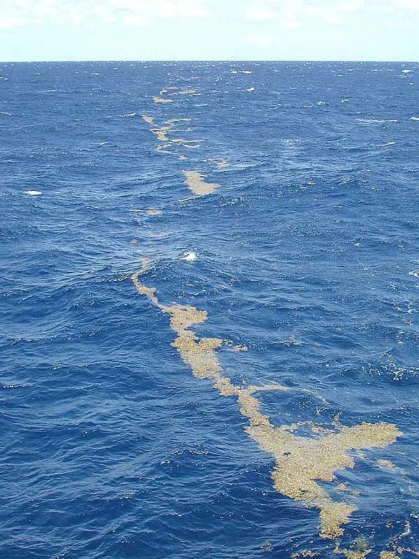 Irving Langmuir - These lines of sargassum can stretch for miles along the surface. The clumps of floating algae are often concentrated by the strong winds and wave action associated with the Gulf Str