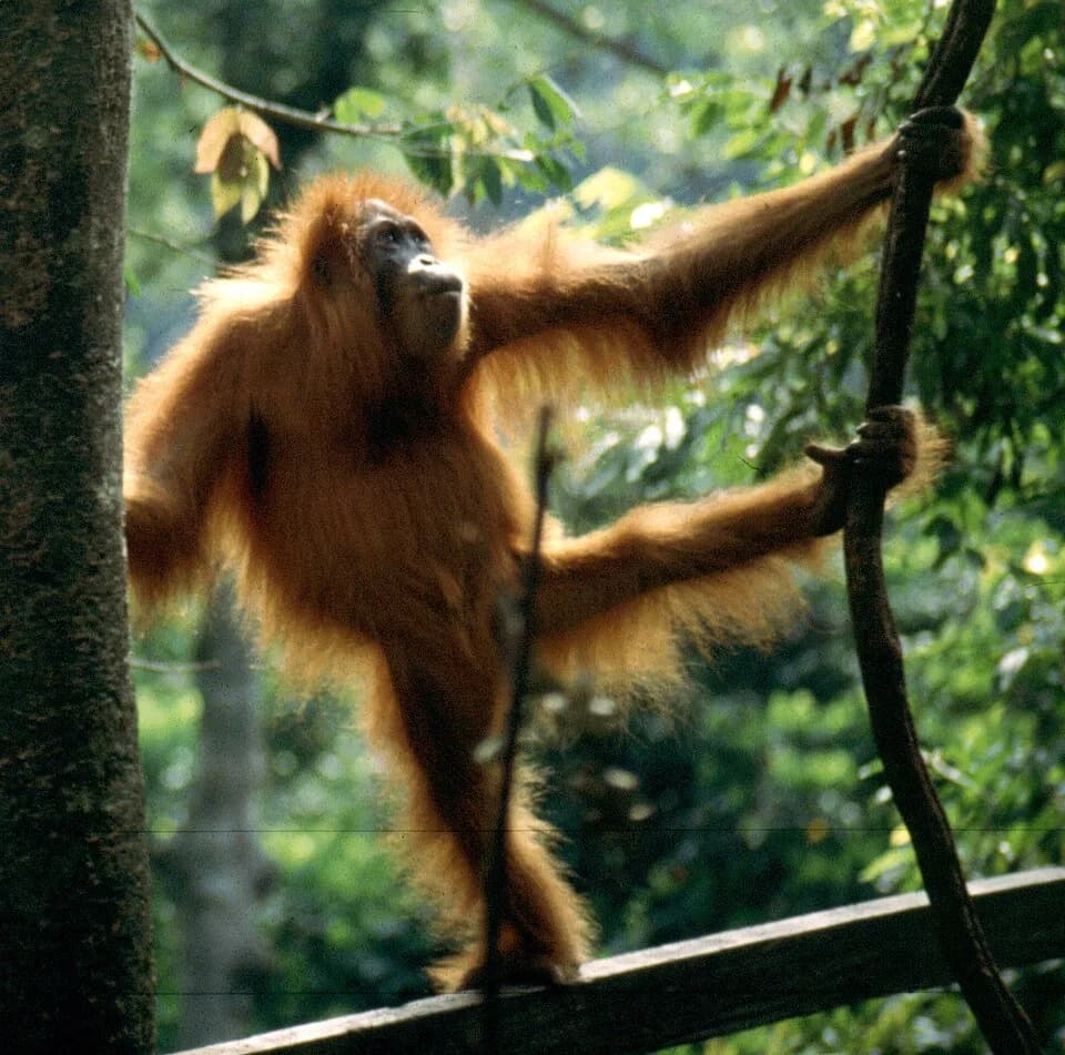 Birutė Galdikas - dave 59 took it myself at the Orang rehabilitation centre, Buket Lawang ,Sumatra.